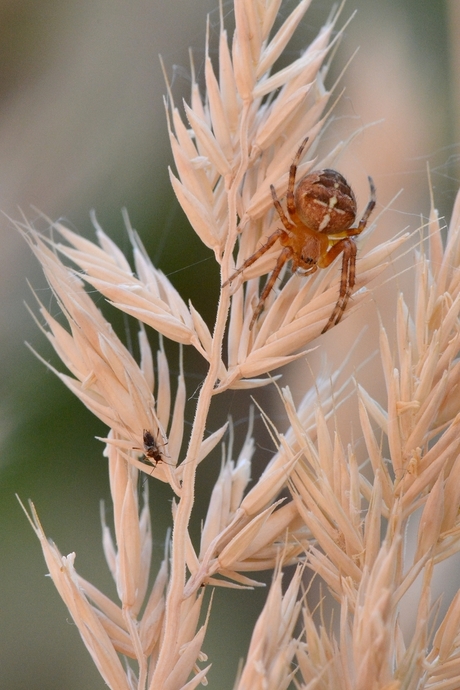 Spider's dinner