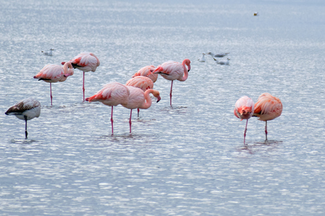 Flamingo's in het Grevelingenmeer