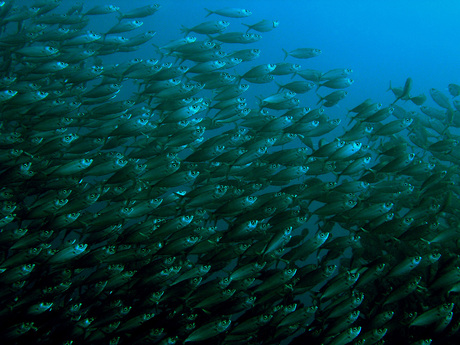 sardines uit blik