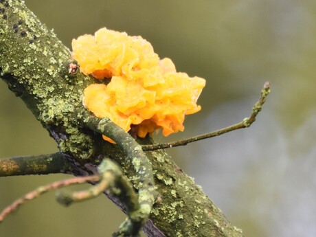 Gele trilzwam - Tremella mesenterica