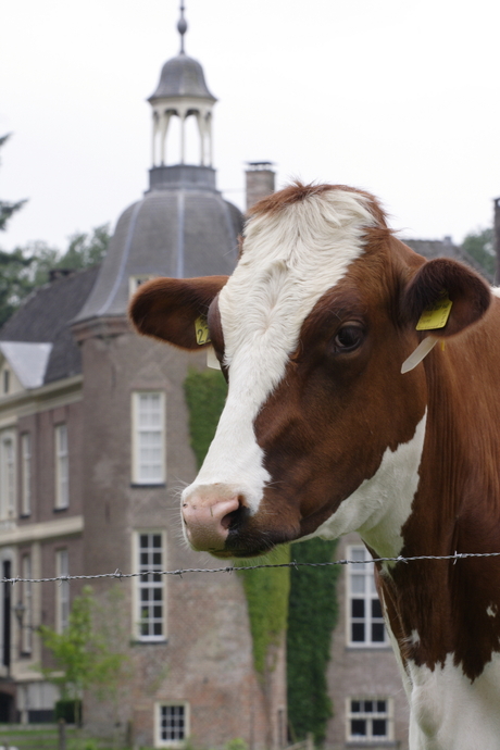 Koe bij kasteel