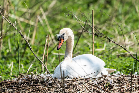 Dianaberg rotterdam-schoonhoven 22-04-2018-43