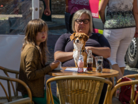 Hond met Fristi