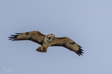 Buizerd 
