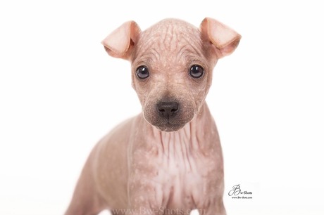 Primrose american hairless terrier puppy