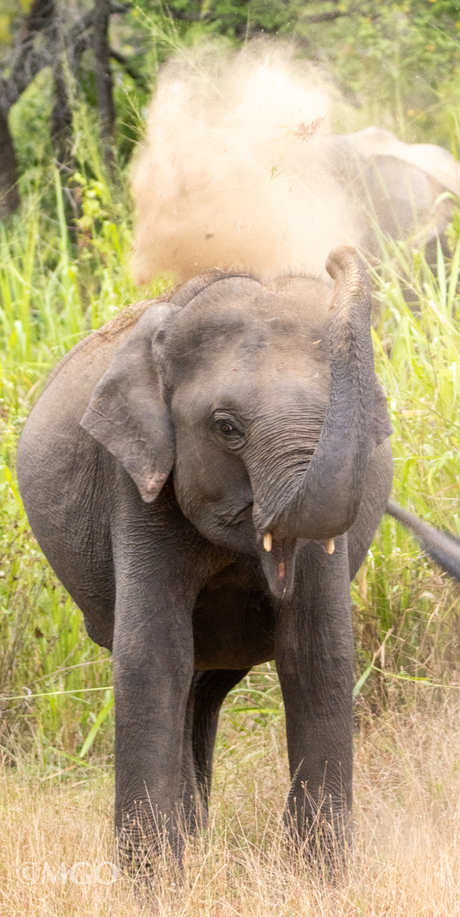 Olifant in Sri Lanka