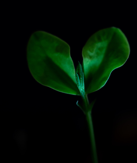 Magische plant geeft licht in het donker