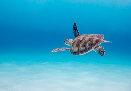 Schildpad in een lege oceaan
