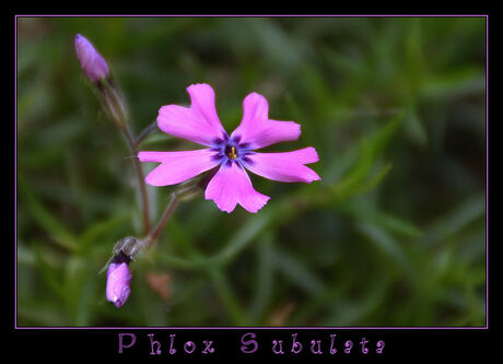 Phlox