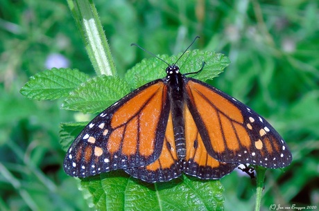 De monarchvlinder