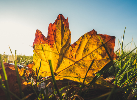 Autumn leaf