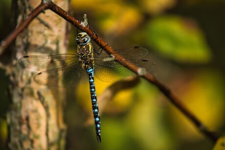 Dragonfly