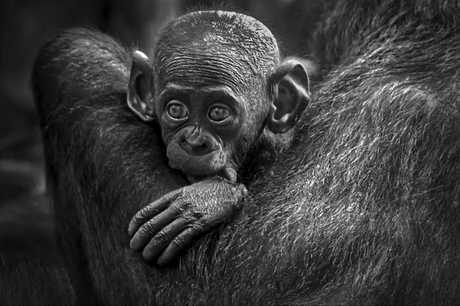Mother’s Embrace