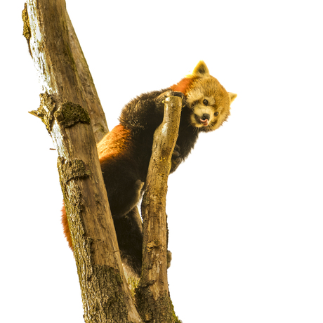 Red Panda