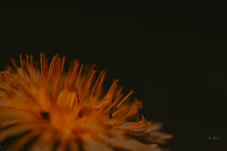 Paardebloem in detail