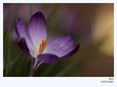 Crocus