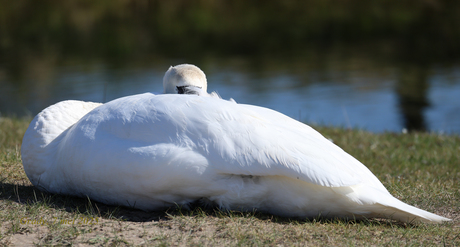Zwaan 4