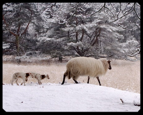 Lammetjes in de sneeuw