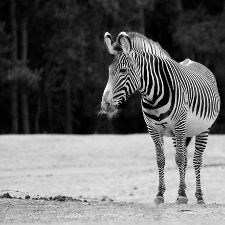 zebra