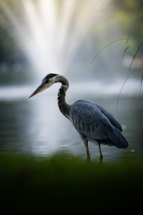 Reiger