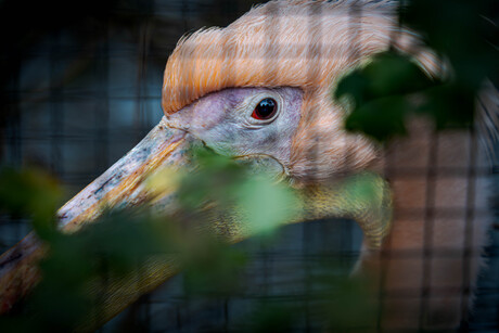 Pelecanus onocrotalus)
