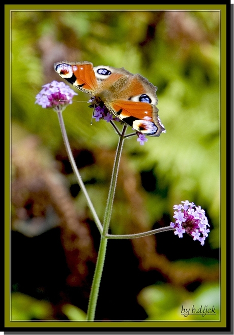 Ogen die kijken.....