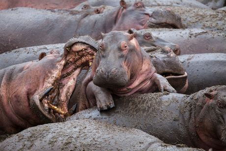 little hippo