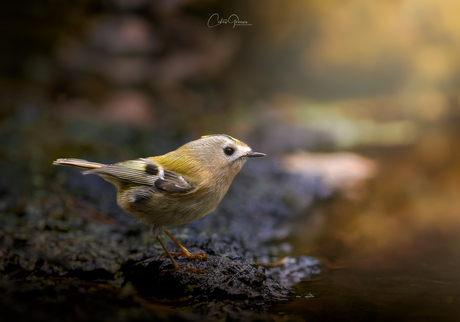 Goldcrest - Goudhaantje - Χρυσοβασιλίσκος