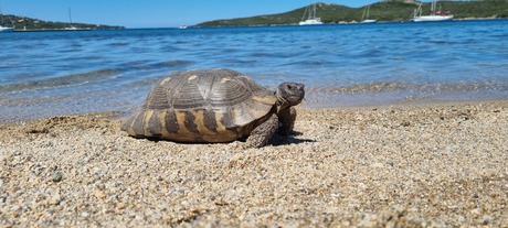 Landschildpad aan Zee