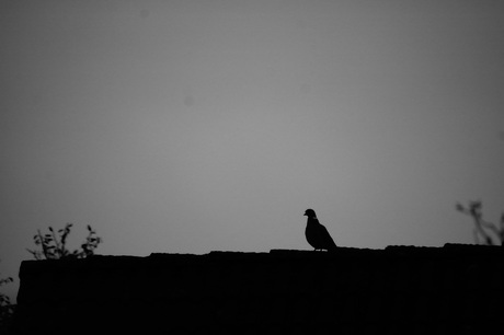 Lonely Silhouette