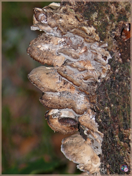 Pissebed op zwamsoort …