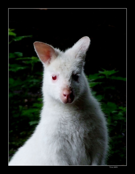 Albino