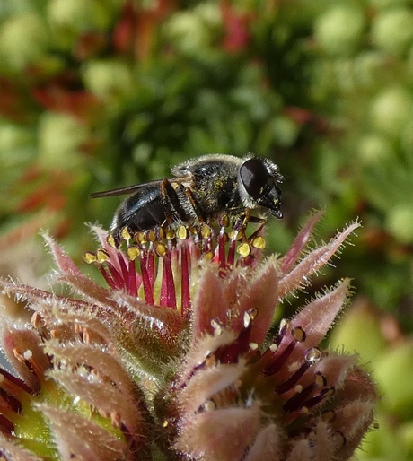 Bijtje op vetplant.