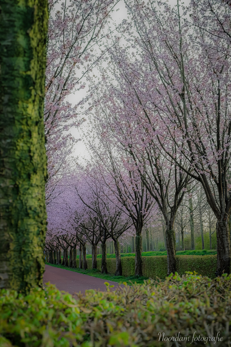 Prunussen in de bloesem