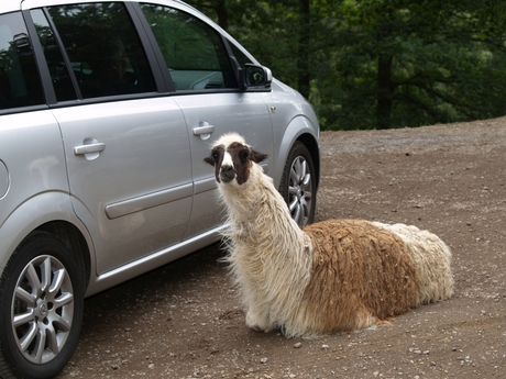 Lama bij auto.