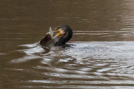 Aalscholver met een maaltje