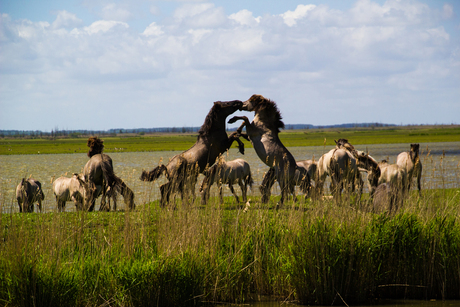 Konikspaarden Oostvaardersplassen