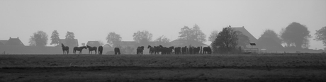 Fryske hynders op Tjerkgaast