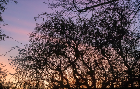 zonsondergang gezien door de kronkelhazelaar