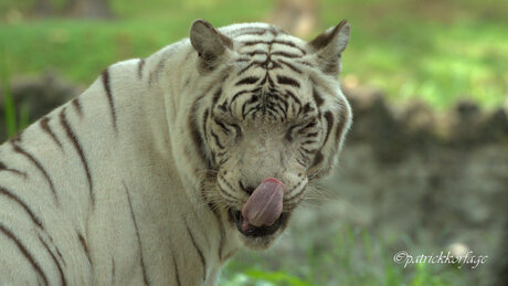 witte tijger 2