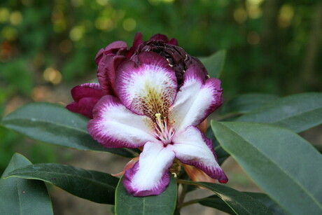 Rhodondendron