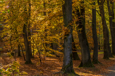 in het bos