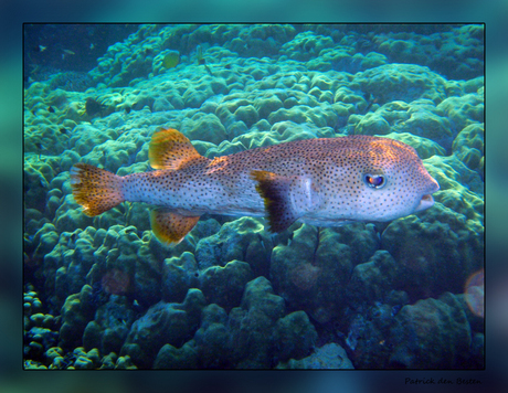 Het leven in de rode zee : Common porcupinefish
