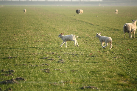 lente in de bol