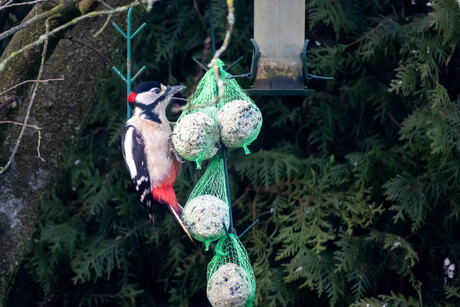 Bijzondere gast in de tuin