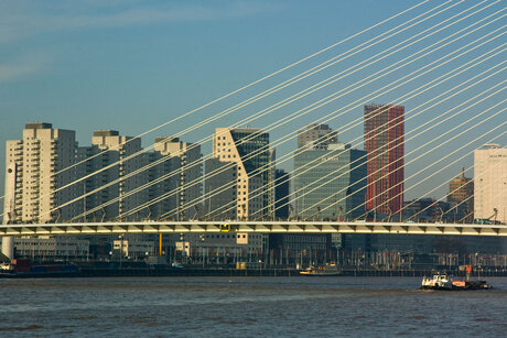 Erasmusbrug Rotterdam