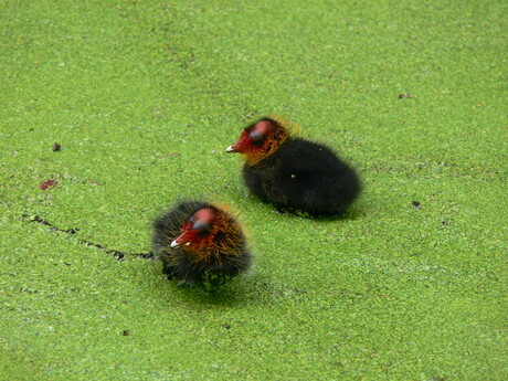 Meerkoet jongen