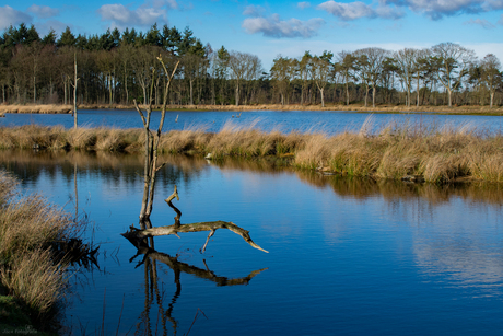 Blue nature