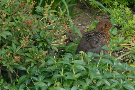 Net uit het nest en meteen al op de foto