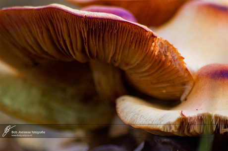 Lente Paddenstoelen